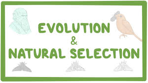 Evolution and Natural Selection